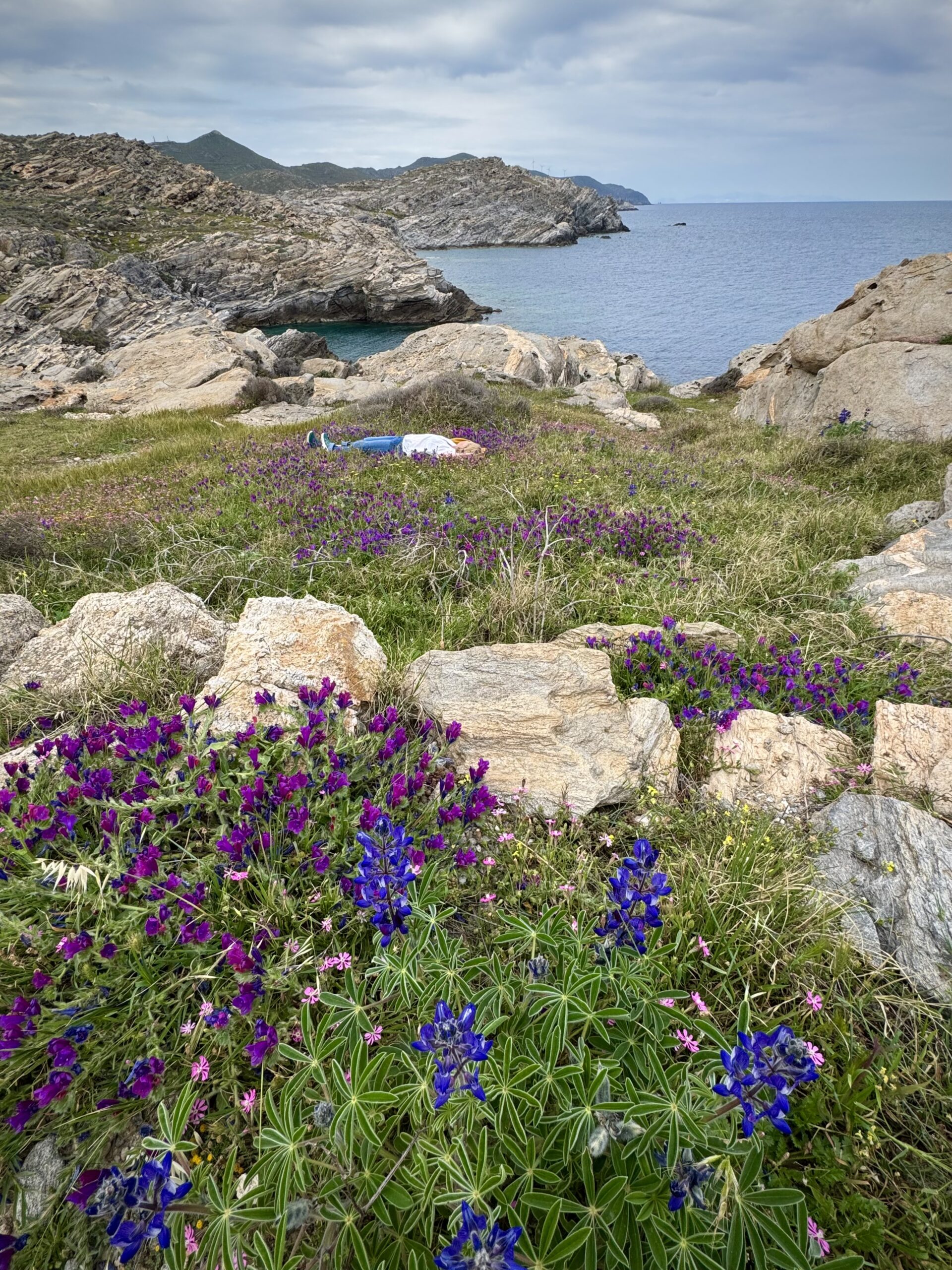 paros greece flowers ocean